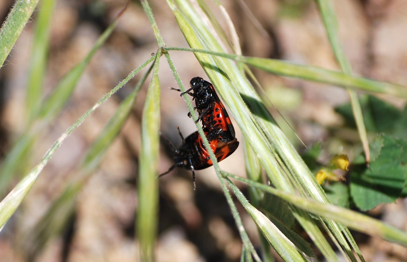 Cercopis sanguinolenta in copula